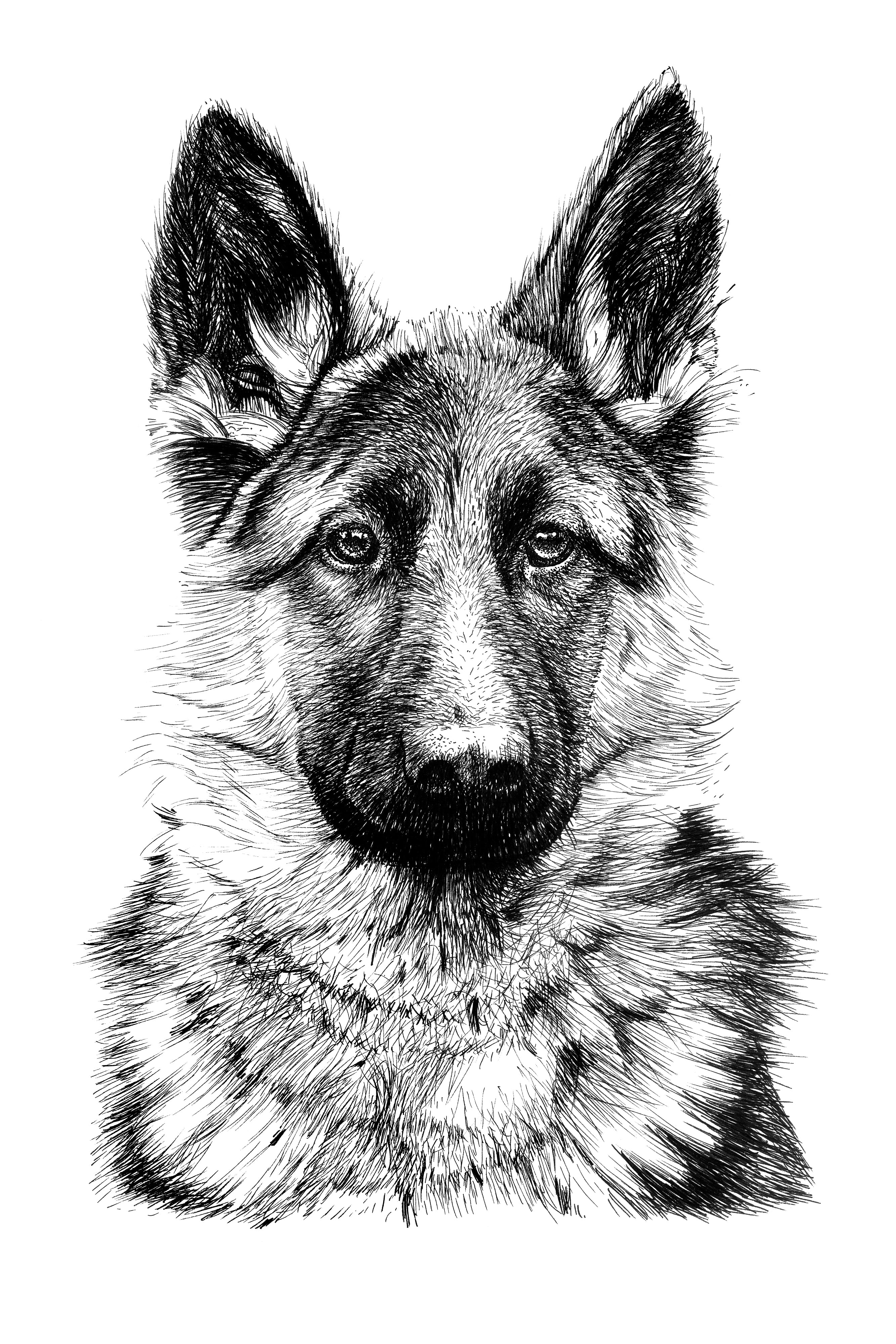 Custom Dog Sketch Drawing – Beginner-Friendly Practice Line Art