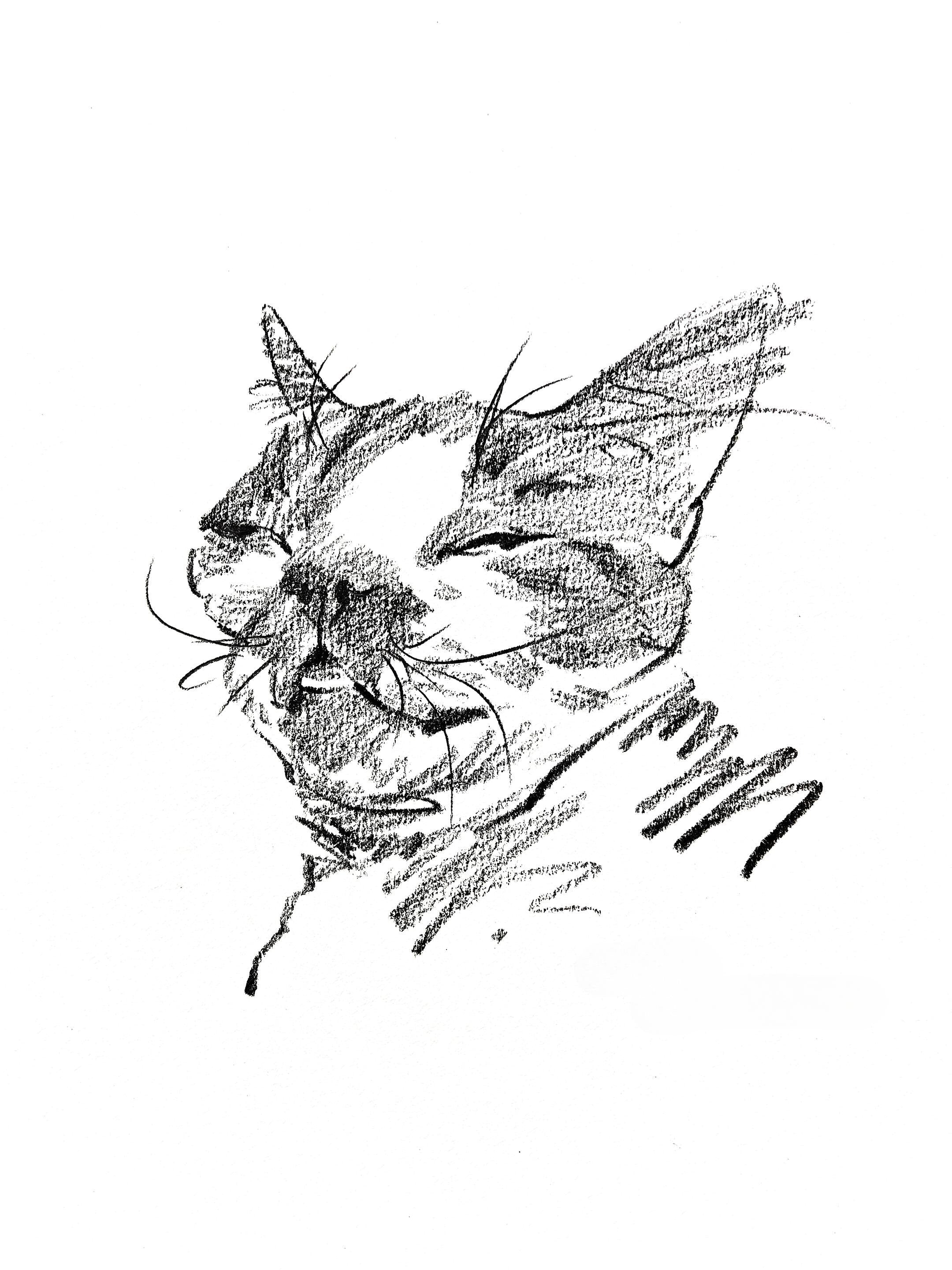 Cute Pet Portrait Collection + Basic Drawing Video Tutorials - Artist Rose