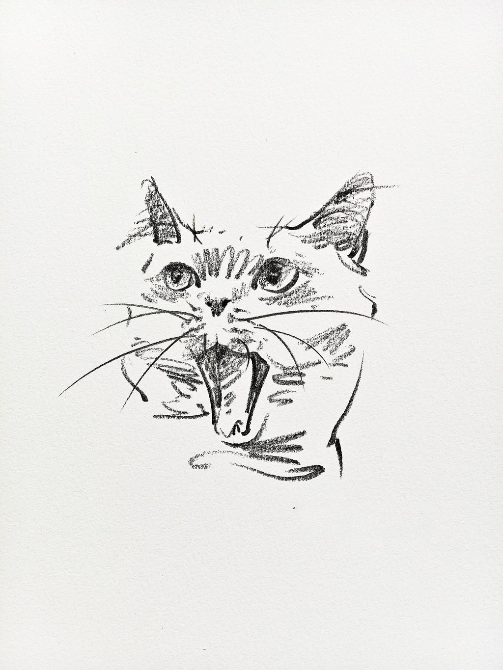Cute Pet Portrait Collection + Basic Drawing Video Tutorials - Artist Rose