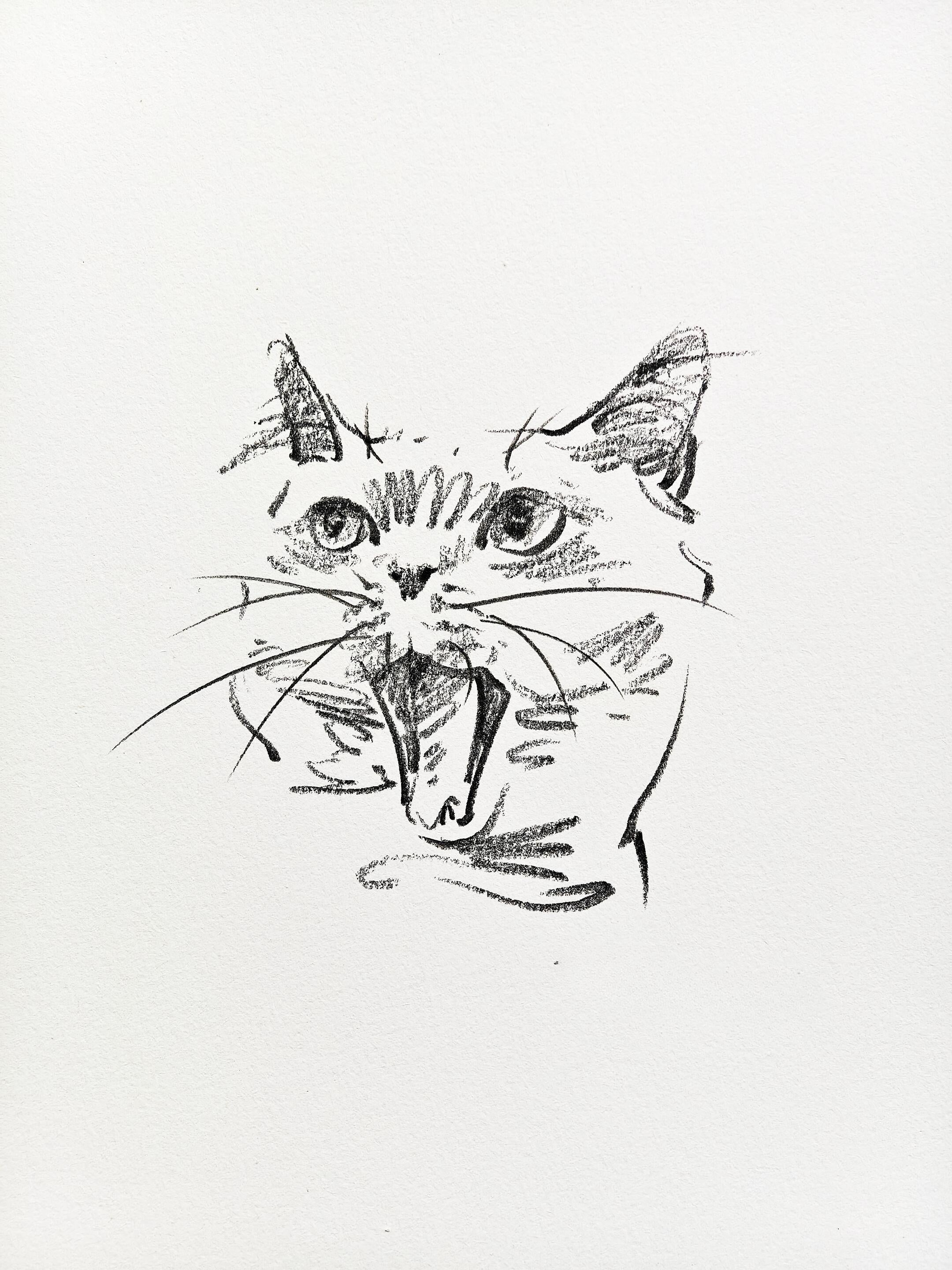 Cute Pet Portrait Collection + Basic Drawing Video Tutorials - Artist Rose