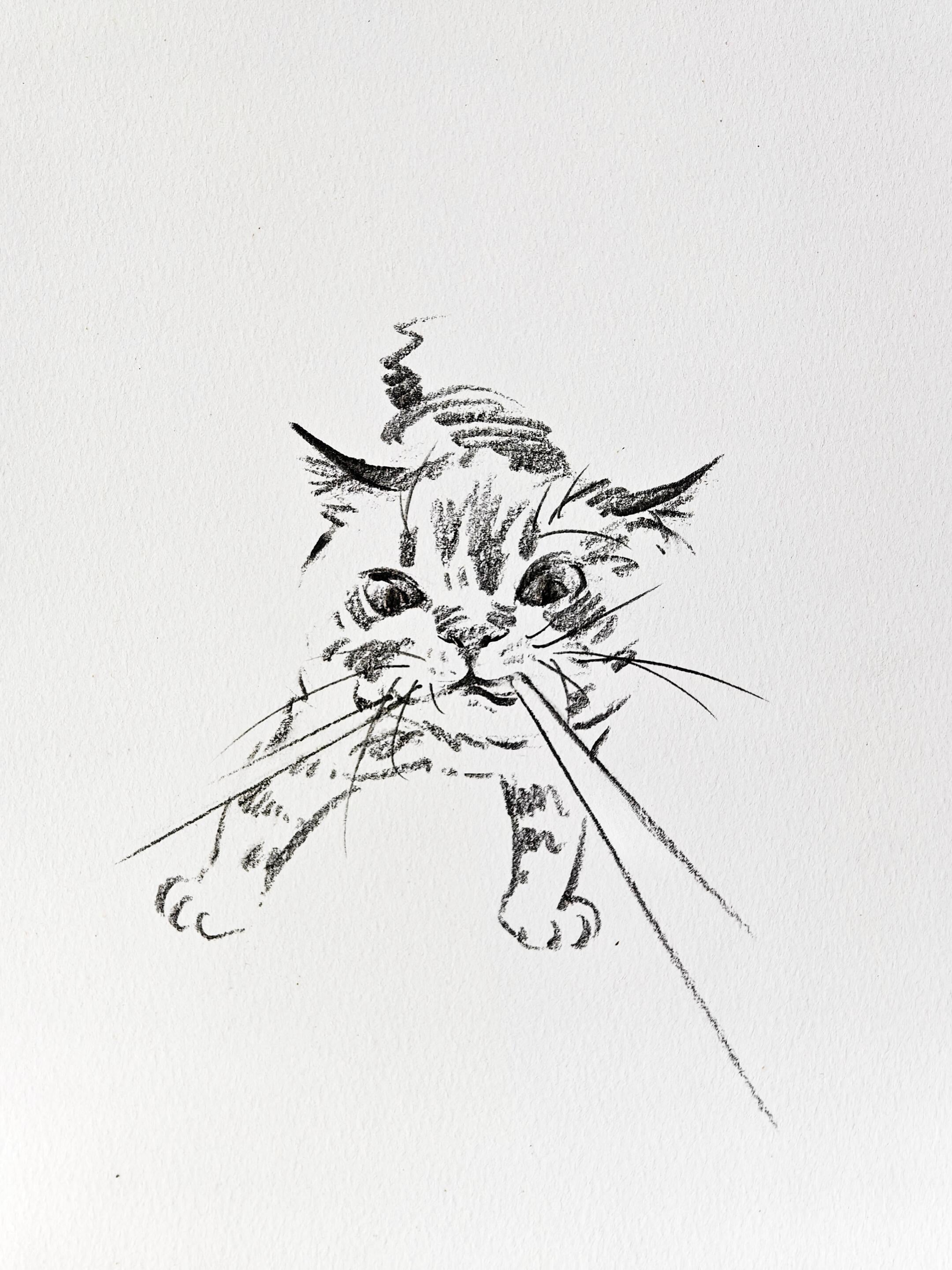 Cute Pet Portrait Collection + Basic Drawing Video Tutorials - Artist Rose