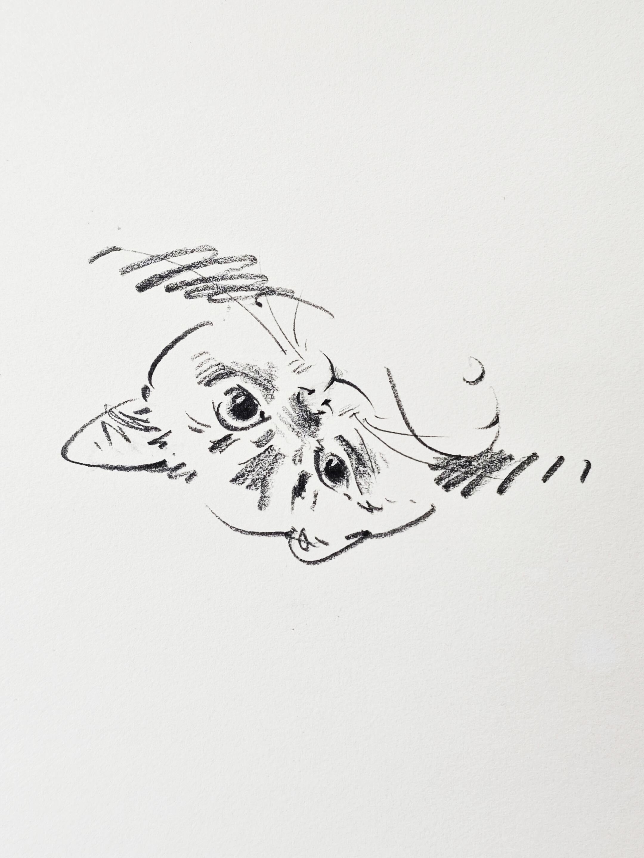 Cute Pet Portrait Collection + Basic Drawing Video Tutorials - Artist Rose