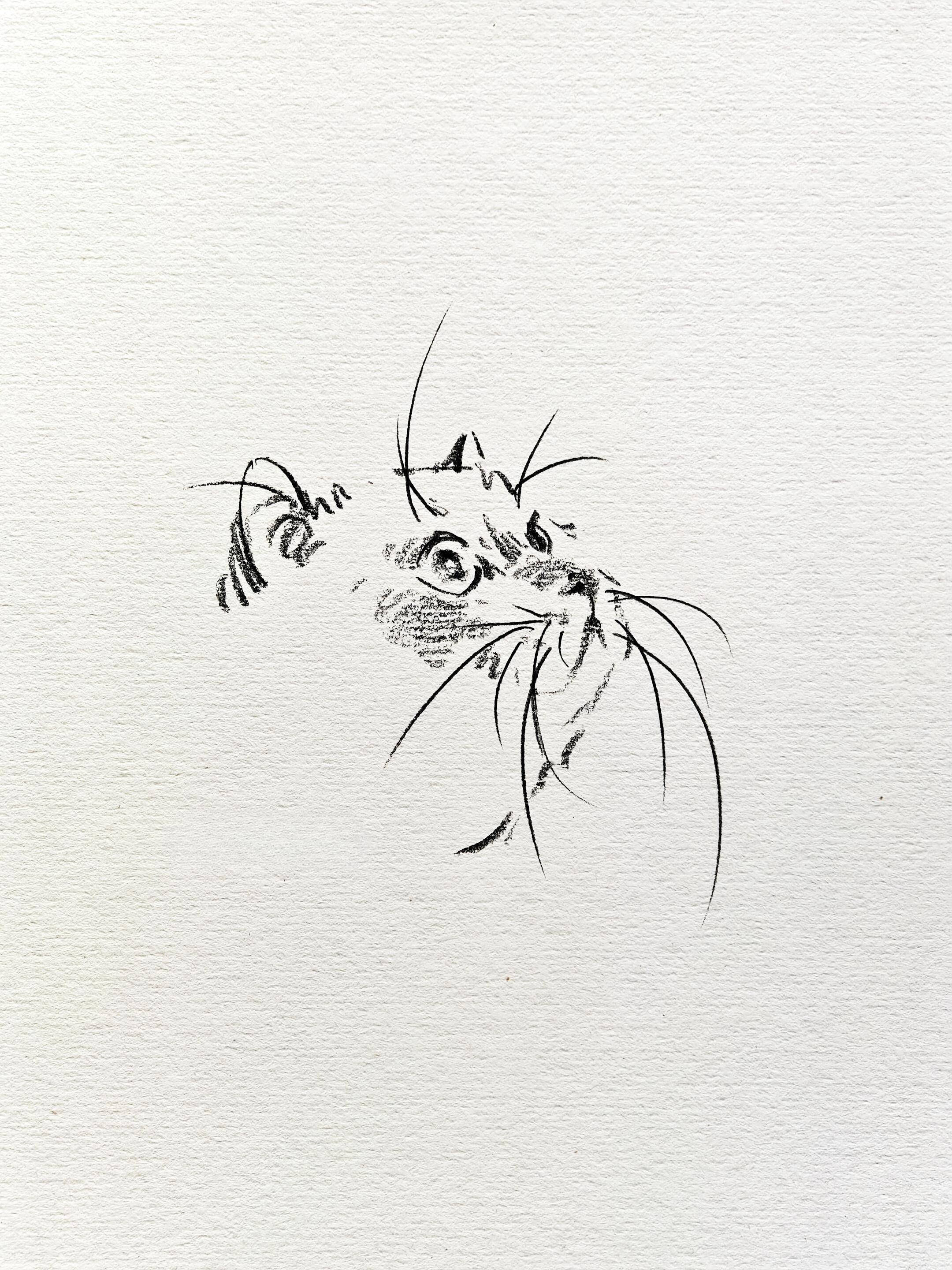 Nabi Sketchbook Collection - Original Hand-Drawn Cat Portraits